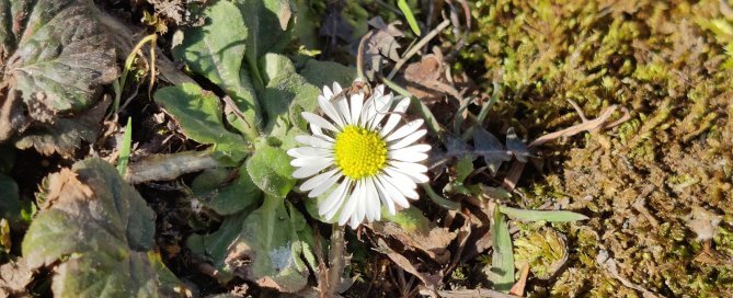 Gesundheitsmonat_Kräuterwanderung